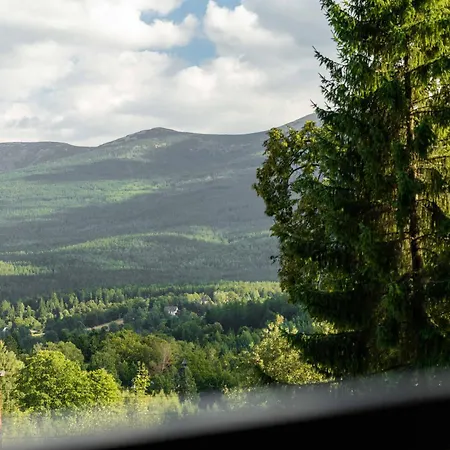 Dolina Szczescia Pine - Dream *